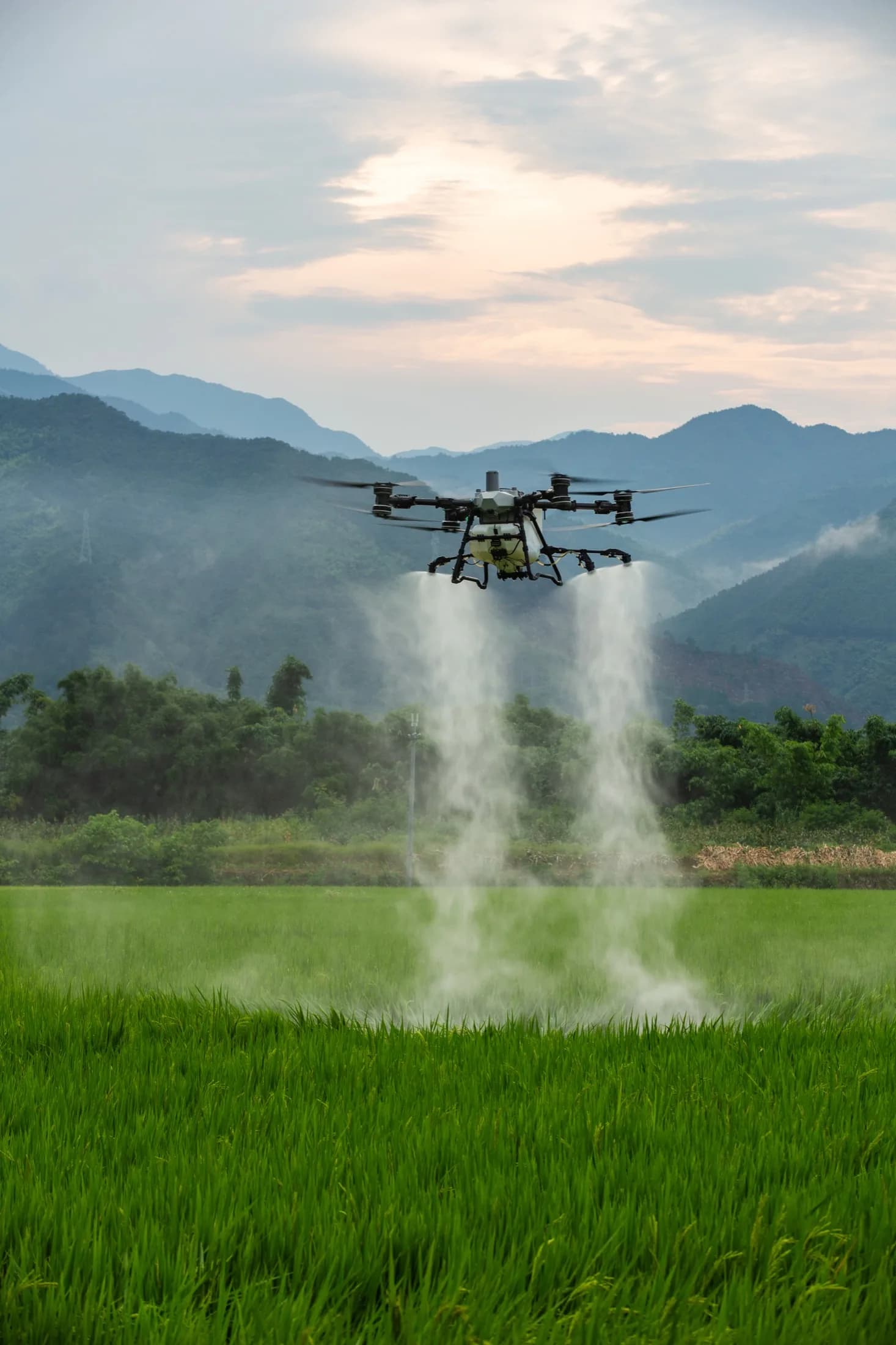 Dağlar arasında pirinç tarlasında ilaçlama yapan zirai dron