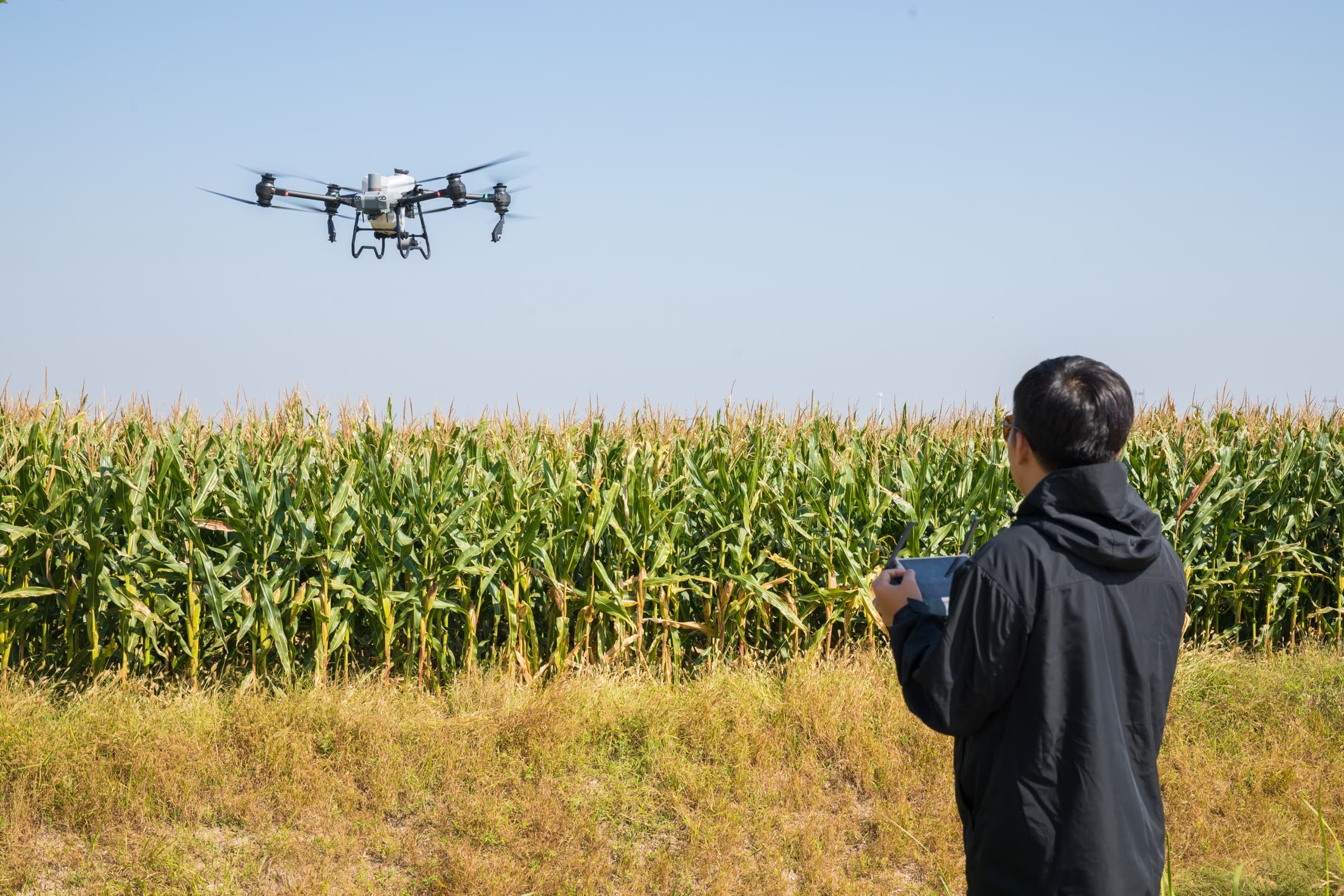 Mısır tarlası üzerinde uçan büyük zirai ilaçlama dronu ve operatörü